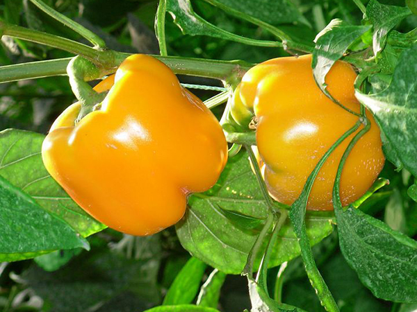 Multicolored pepper